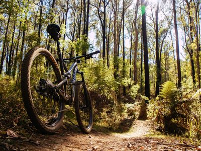 A mountain bike parked on a sunlit dirt trail winding through a tall eucalyptus forest with ferns